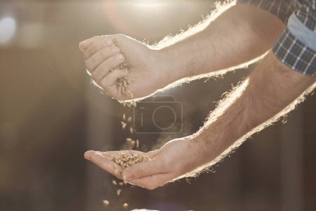 Foto de Vista lateral primer plano de las manos masculinas verter cultivos de trigo en la luz del sol de oro, concepto de cerveza artesanal - Imagen libre de derechos