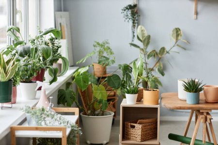 Foto de Imagen de fondo de varias plantas vivas en el interior con exuberante vegetación vibrante, decoración del hogar - Imagen libre de derechos