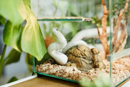 White rat snake groveling along transparent glass terrarium with sawdust standing on wooden shelf or desk by green domestic plant