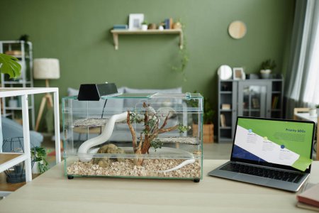 Portátil con datos gráficos en pantalla y terrario de vidrio con serpiente blanca de rata arrastrándose sobre una pequeña planta arbórea que crece en serrín
