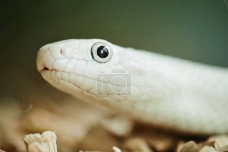 Nahaufnahme von Kopf und Auge einer weißen Rattennatter, die ein exotisches Haustier darstellt und in der tiergestützten Therapie vor grünem Hintergrund eingesetzt werden kann