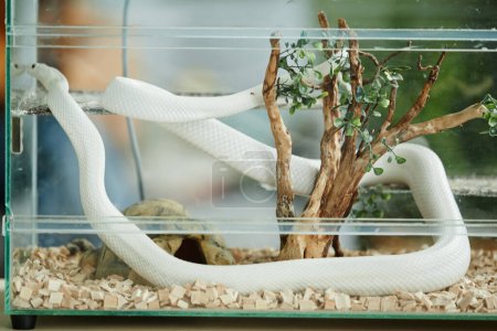 Long white rat snake enlacing tree-like plant while hanging on bar inside transparent glass terrarium for exotic domestic animal