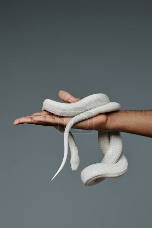 Hand of young African American male owner of serpent holding white exotic pet against grey background in isolation during photo shooting