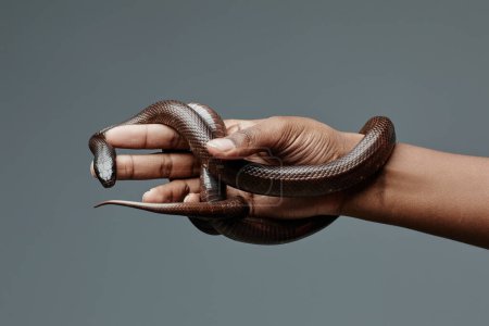 Téléchargez les photos : Serpent de rat cuivré enlacant la main du jeune homme afro-américain propriétaire d'un animal exotique debout isolément sur fond gris - en image libre de droit