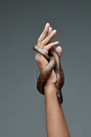 Téléchargez les photos : Serpent de rat enlacant la main du jeune Afro-Américain propriétaire d'un animal exotique et rampant dans son bras pendant la séance photo en isolement - en image libre de droit