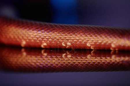 Photo for Part of body of hunting brown rat snake creeping torwards victim over flat surface reflecting its beautiful and glittering squama skin - Royalty Free Image