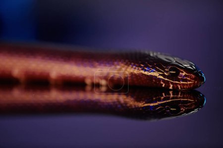 Front part of snake or adder with black eyes creeping forwards over reflective flat surface while hunting and following victim