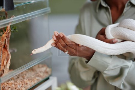 Hand of young African American woman holding white serpent creeping over palm of its owner towards transparent glass terrarium