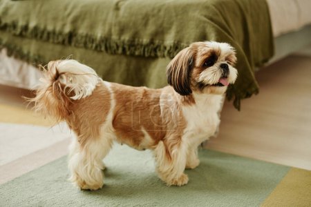 Foto de Retrato de cuerpo entero del lindo perro Shih Tzu en el acogedor interior del hogar - Imagen libre de derechos
