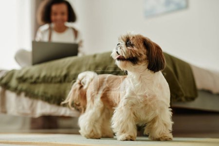 Téléchargez les photos : Portrait complet de chien Shih Tzu mignon dans l'intérieur confortable de la maison, avec jeune femme en arrière-plan - en image libre de droit
