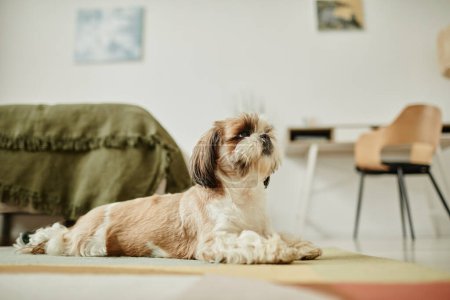 Téléchargez les photos : Pleine longueur vue de côté portrait de chien Shih Tzu mignon couché sur le tapis dans l'intérieur confortable de la maison, espace de copie - en image libre de droit