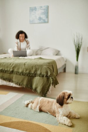 Photo for Vertical wide angle view at cute Shih Tzu dog in cozy home interior with young woman in background - Royalty Free Image