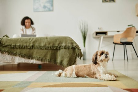 Photo for Cozy image of young woman relaxing at home with focus on cute Shih Tzu dog lying on floor in foreground, copy space - Royalty Free Image