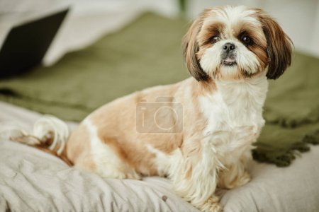 Ganztägiges Porträt des niedlichen Shih Tzu Hundes, der auf dem Bett sitzt und in gemütliche häusliche Umgebung in die Kamera schaut, Kopierraum