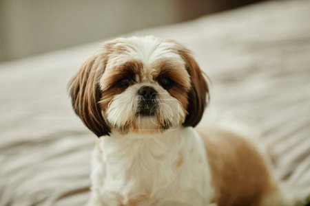 Nahaufnahme Porträt des niedlichen kleinen Hundes, der zu Hause auf dem Bett liegt und in die Kamera schaut, Kopierraum