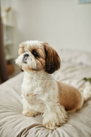 Vertikales Ganzkörperporträt eines stolzen kleinen Hundes, der zu Hause in gemütlicher Umgebung auf dem Bett sitzt