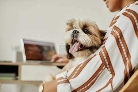 Minimale Nahaufnahme Porträt des niedlichen kleinen Hundes auf dem Schoß sitzend und glücklich lächelnd, Kopierraum