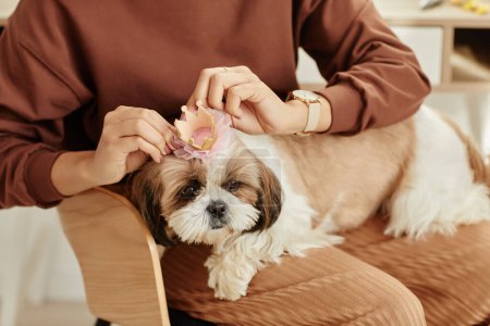 Foto de Primer plano de la mujer joven poniendo lindo arco en el perro disfrutando del cuidado de mascotas en el acogedor hogar, espacio de copia - Imagen libre de derechos