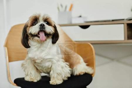 Foto de Retrato de lindo cachorro de pelo largo Shih Tzu mirando la cámara sentada en la silla, espacio de copia - Imagen libre de derechos