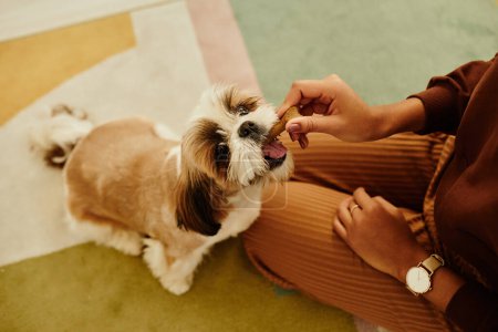 Photo for Closeup of young woman playing with cute Shih Tzu puppy and doing dog training - Royalty Free Image