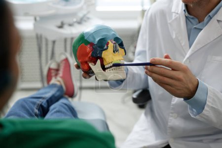Téléchargez les photos : Gros plan d'un dentiste méconnaissable tenant un modèle et démontrant une technique de brossage des dents dans une clinique dentaire - en image libre de droit