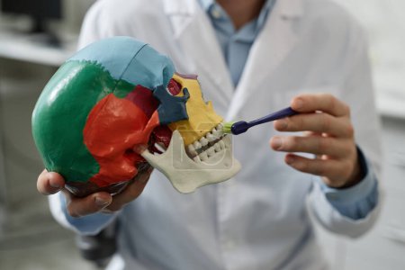 Téléchargez les photos : Gros plan d'un dentiste méconnaissable démontrant une technique de brossage des dents sur modèle dans une clinique dentaire - en image libre de droit