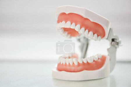 Téléchargez les photos : Image de fond rapprochée de la mâchoire ouverte et modèle de dents dans la clinique dentaire contre blanc, espace de copie - en image libre de droit