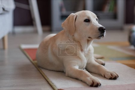 Foto de Retrato de lindo cachorro labrador blanco tumbado en el suelo en casa y mirando a la cámara, espacio para copiar - Imagen libre de derechos