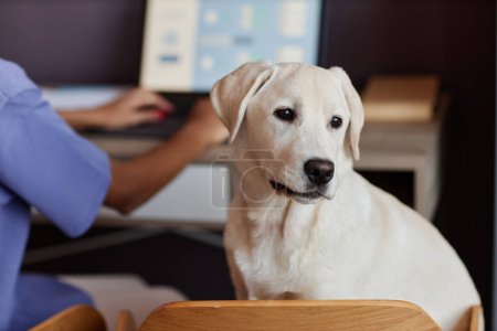 Téléchargez les photos : Portrait de chien blanc mignon assis sur la chaise par bureau tout en tenant compagnie à la femme qui travaille - en image libre de droit