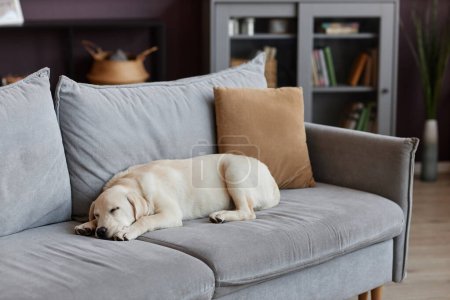 Téléchargez les photos : Scène confortable calme avec un chiot mignon dormant sur le canapé à la maison, espace de copie - en image libre de droit