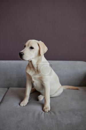 Téléchargez les photos : Portrait complet du chiot labrador blanc assis sur le canapé à l'intérieur contre le mur violet, espace de copie - en image libre de droit