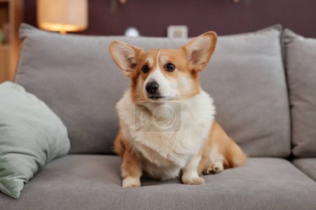 Photo for Full length portrait of cute welsh corgi dog sitting on comfy sofa in home interior, copy space - Royalty Free Image