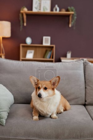 Téléchargez les photos : Portrait vertical pleine longueur de mignon chien corgi assis sur un canapé doux à l'intérieur de la maison, espace de copie - en image libre de droit