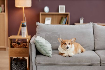 Téléchargez les photos : Portrait confortable de mignon chien corgi gallois assis sur un canapé confortable à l'intérieur de la maison, espace de copie - en image libre de droit