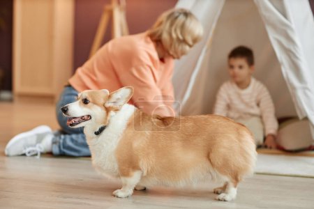 Photo for Portrait of chubby welsh corgi pembroke dog at home playing with happy family - Royalty Free Image