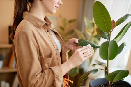 Side view cropped shot of young woman taking care of potted tropical houseplant in cozy home and wiping green leaves copy space