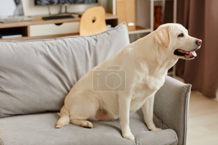 Portrait complet de gros chien labrador assis sur le canapé dans le salon et regardant de côté, espace de copie