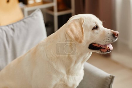 Portrait latéral d'un grand chien labrador blanc assis sur un canapé dans le salon