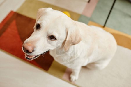 Vue du dessus du chien labrador blanc levant les yeux assis sur un tapis coloré à la maison, espace de copie