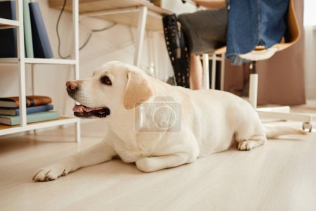 Foto de Retrato de cuerpo entero de perro labrador blanco tendido en el suelo esperando por lugar de trabajo - Imagen libre de derechos