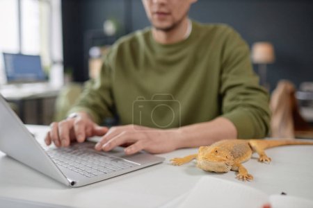 Foto de Primer plano de iguana amarilla sentada en el escritorio en una oficina que acepta mascotas con un hombre irreconocible que usa espacio para copiar computadoras portátiles - Imagen libre de derechos