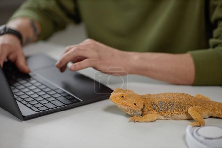 Foto de Vista de ángulo alto en iguana mascota amarilla sentado en el escritorio con el hombre irreconocible utilizando el espacio de copia portátil - Imagen libre de derechos