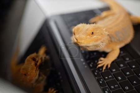 Photo for High angle portrait of pet reptile iguana sitting on laptop keyboard and looking up copy space - Royalty Free Image