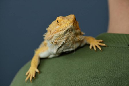 Minimal close up of yellow iguana sitting on mans shoulder and looking at camera against blue, copy space