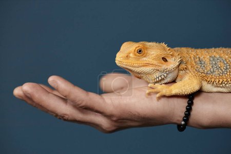 Photo for Side view closeup of yellow iguana sitting on hand against blue background, copy space - Royalty Free Image