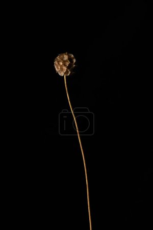 Imagen de fondo mínima de vaina de una sola flor contra negro
