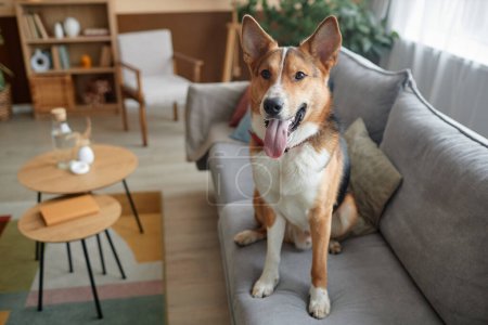Full length portrait of big mixed breed dog smiling at camera sitting on couch in cozy home, copy space