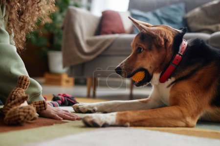 Retrato de vista lateral del lindo perro feliz sosteniendo la pelota de juguete y jugando con el propietario