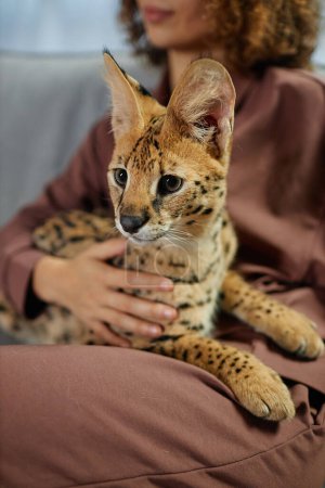 Photo for Vertical portrait of domesticated serval cat sitting in lap of young woman relaxing on couch at home - Royalty Free Image