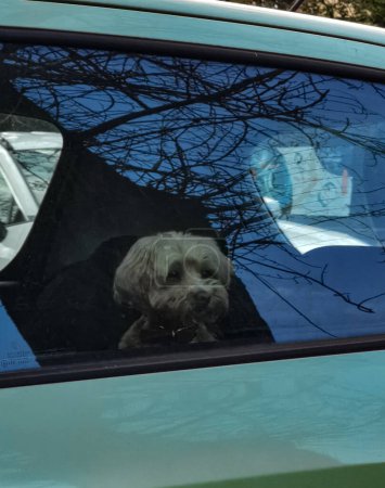 Téléchargez les photos : Un petit chien regarde par la fenêtre d'une voiture, attendant son propriétaire - en image libre de droit